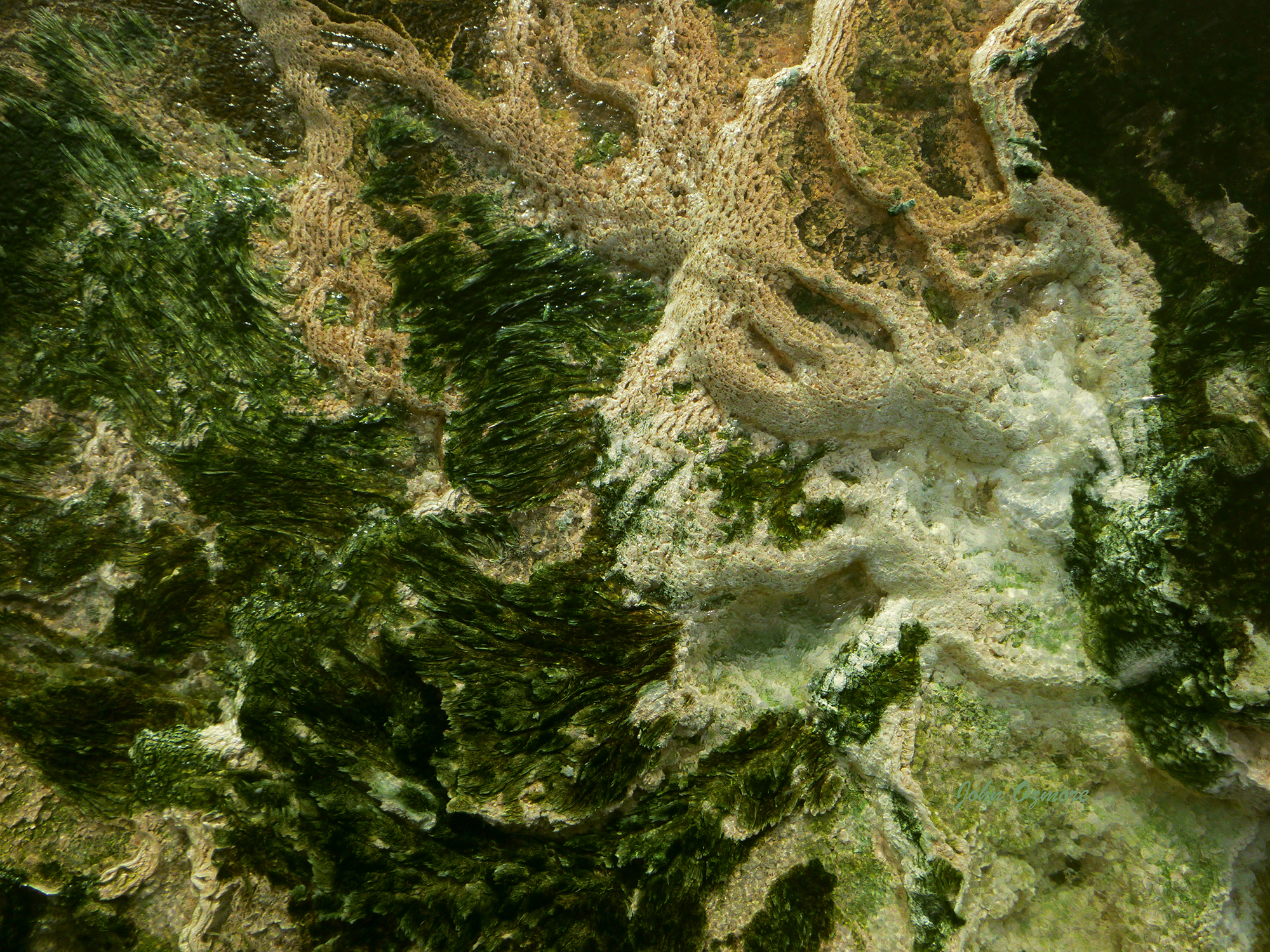 Thermal Algae in Yellowstone